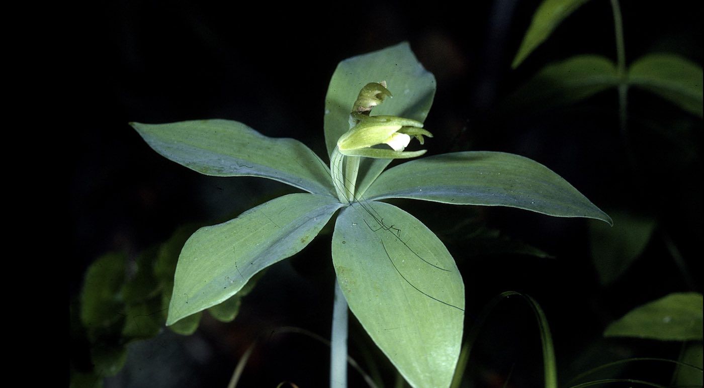 🌸 Rare orchid thought to be extinct is rediscovered