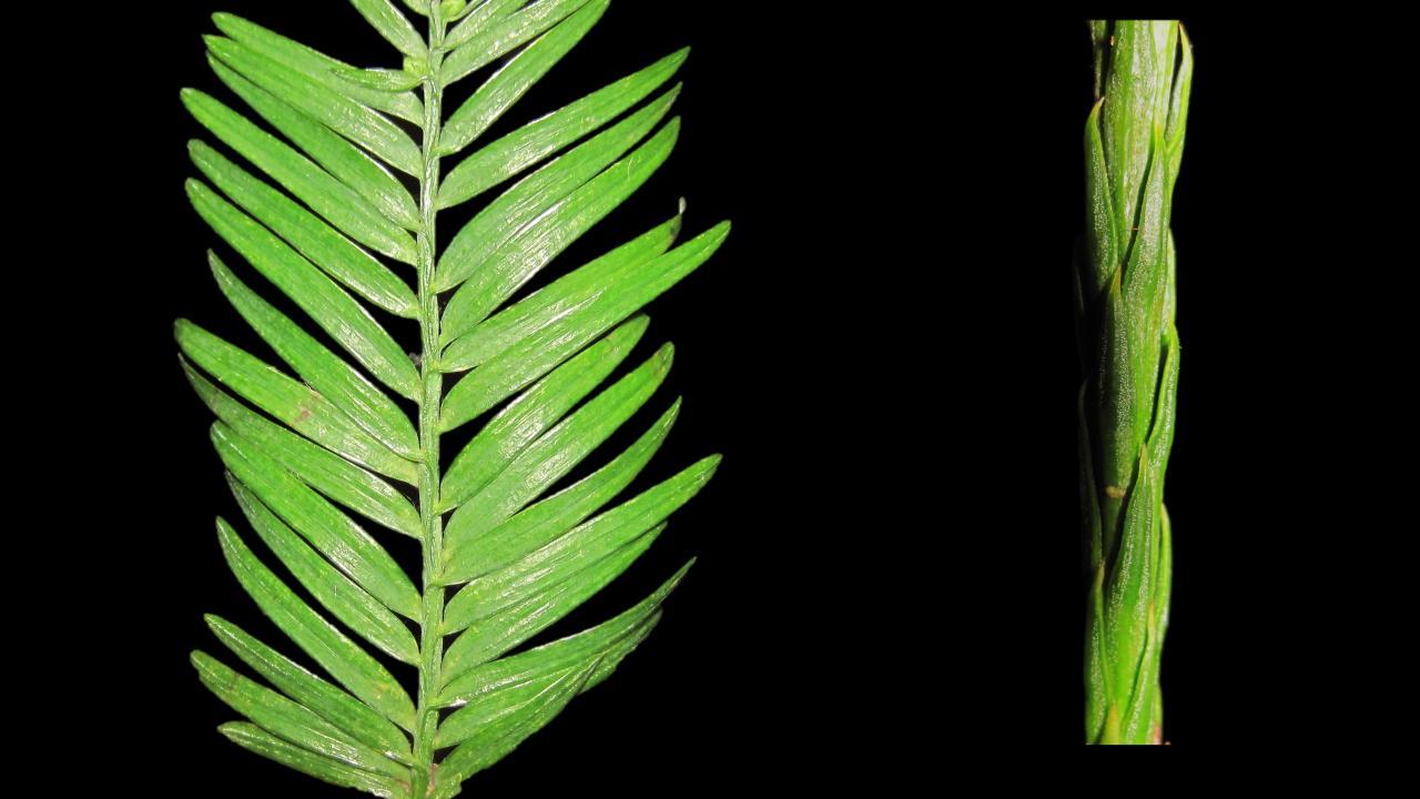 🍁 Redwoods grow new leaves to adapt to drought