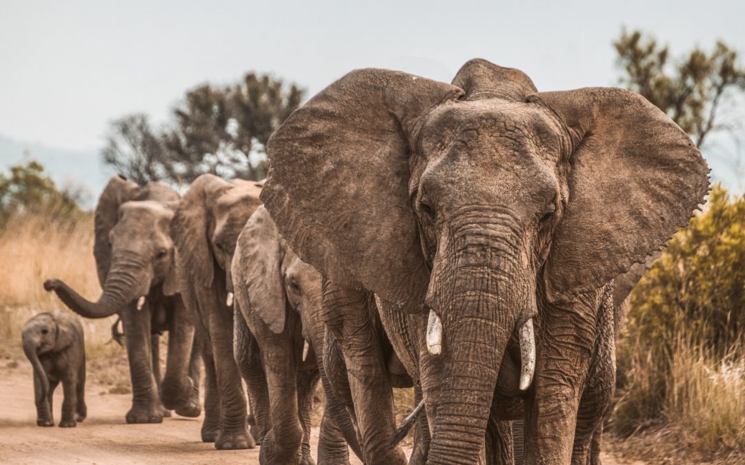 🐘 Technology harnessed in conservation efforts