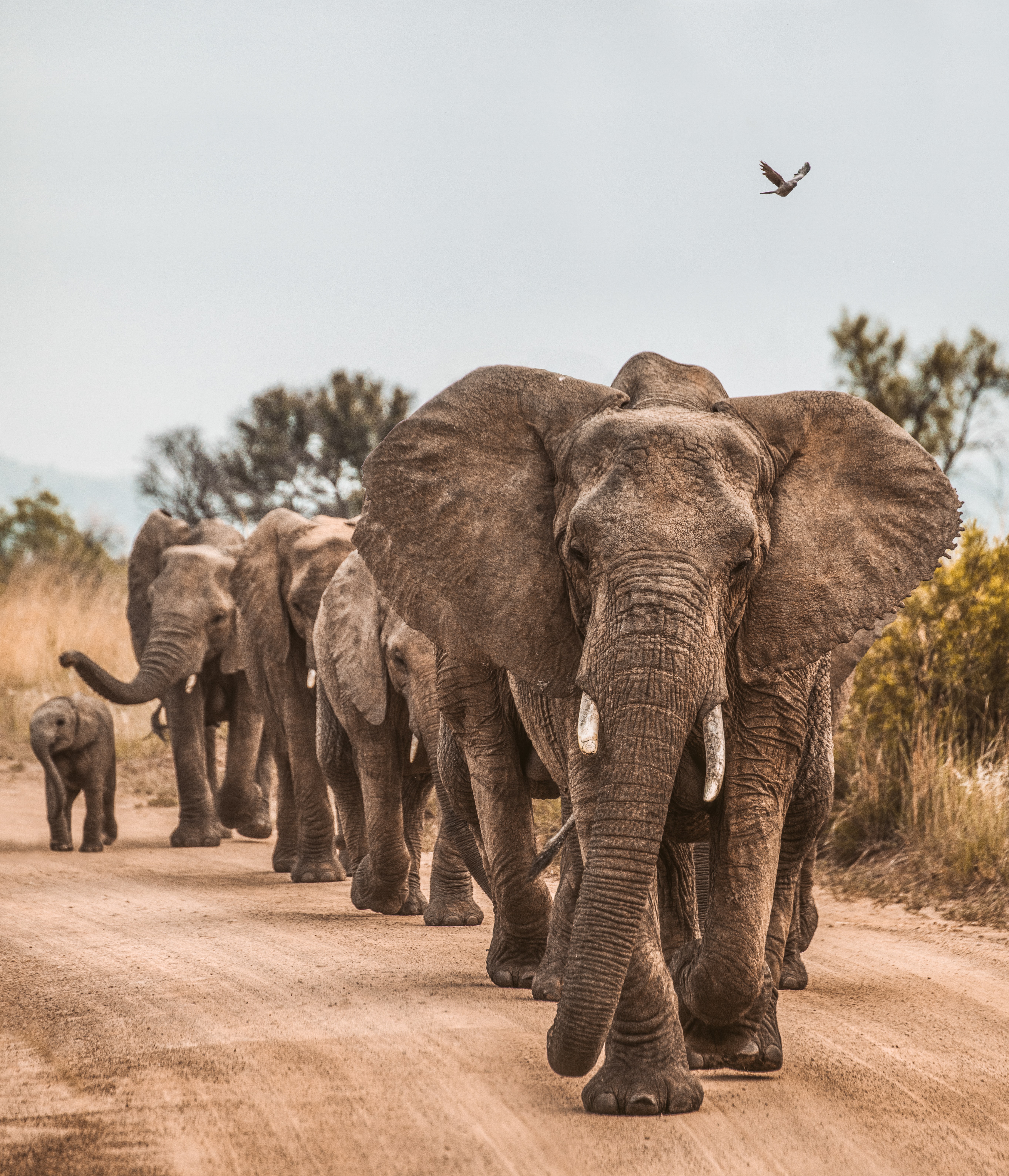 🐘 Technology harnessed in conservation efforts