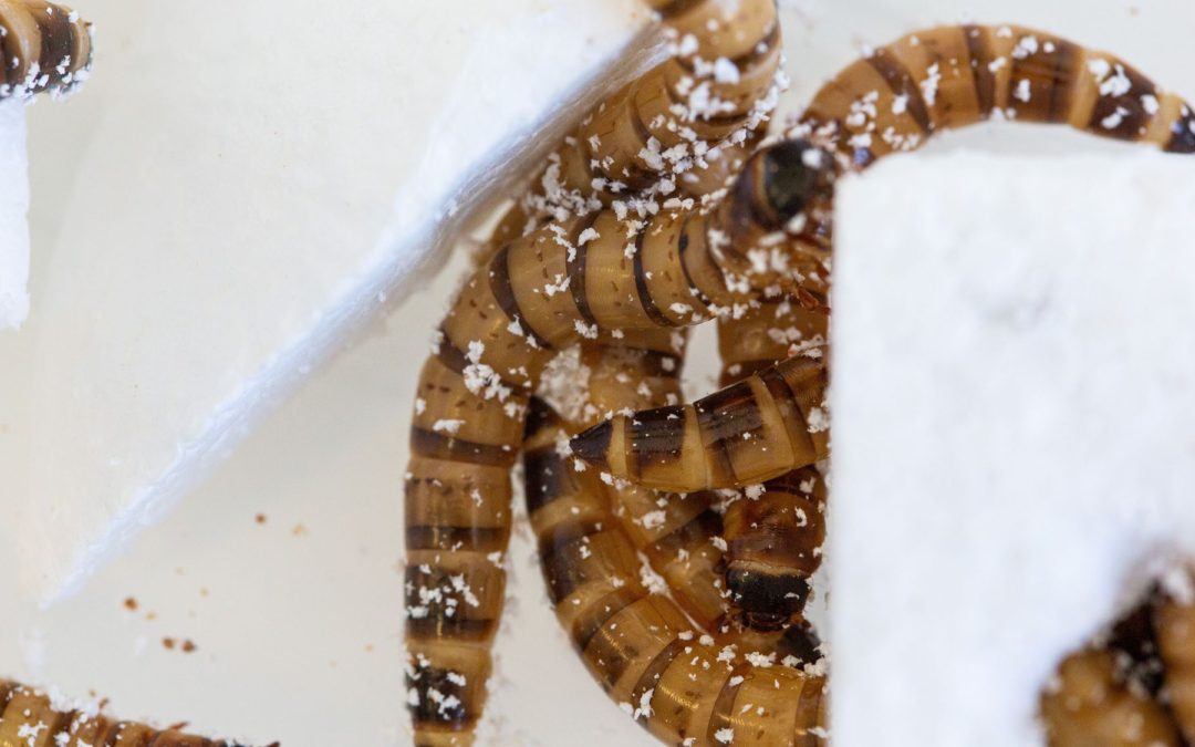 🐛 Super larvae revel in plastic