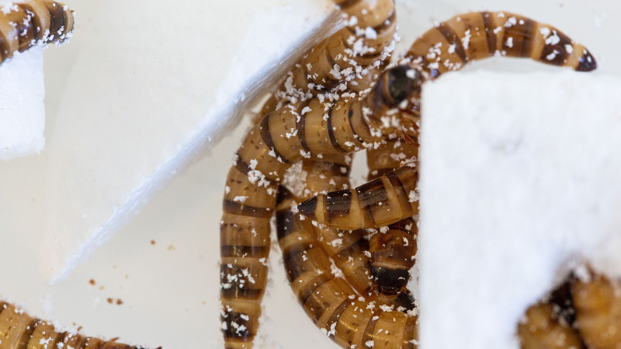 🐛 Super larvae revel in plastic