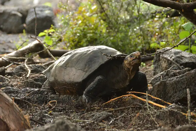 🐢 Giant tortoise extinct for 100 years is actually alive