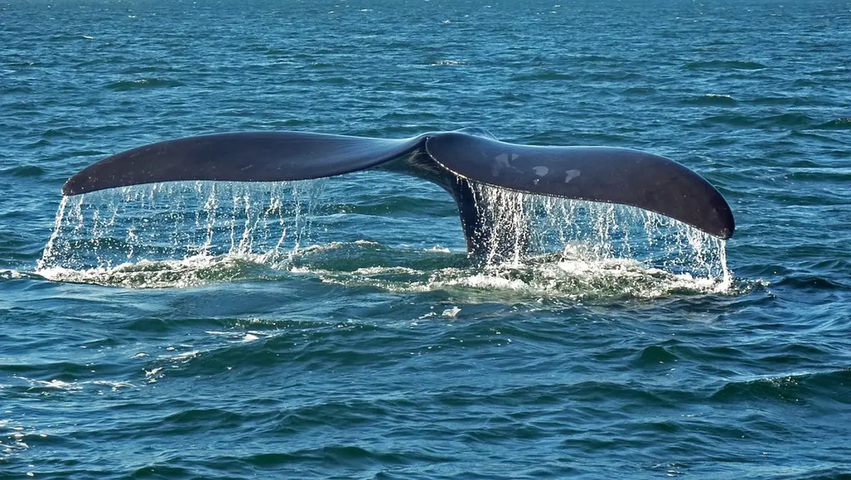 🐳 150 Fin Whales spotted off Antarctica