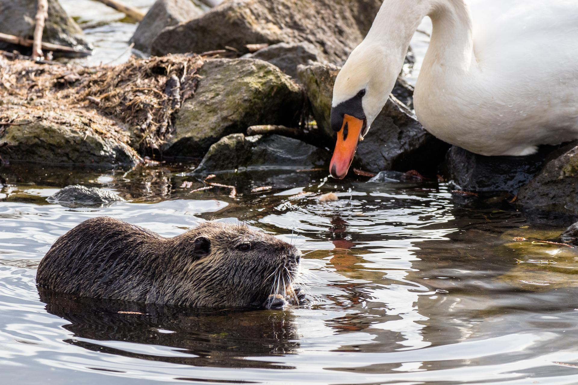 🐾 New EU law gives hope for increased biodiversity