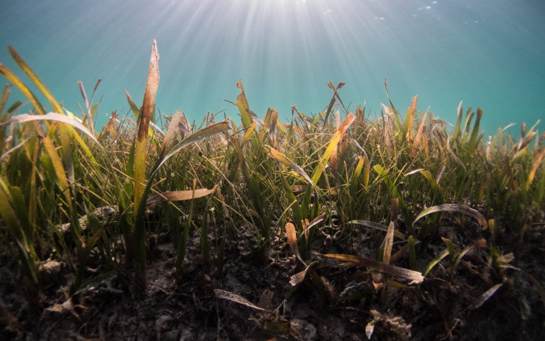 🤿 Divers plant seagrass