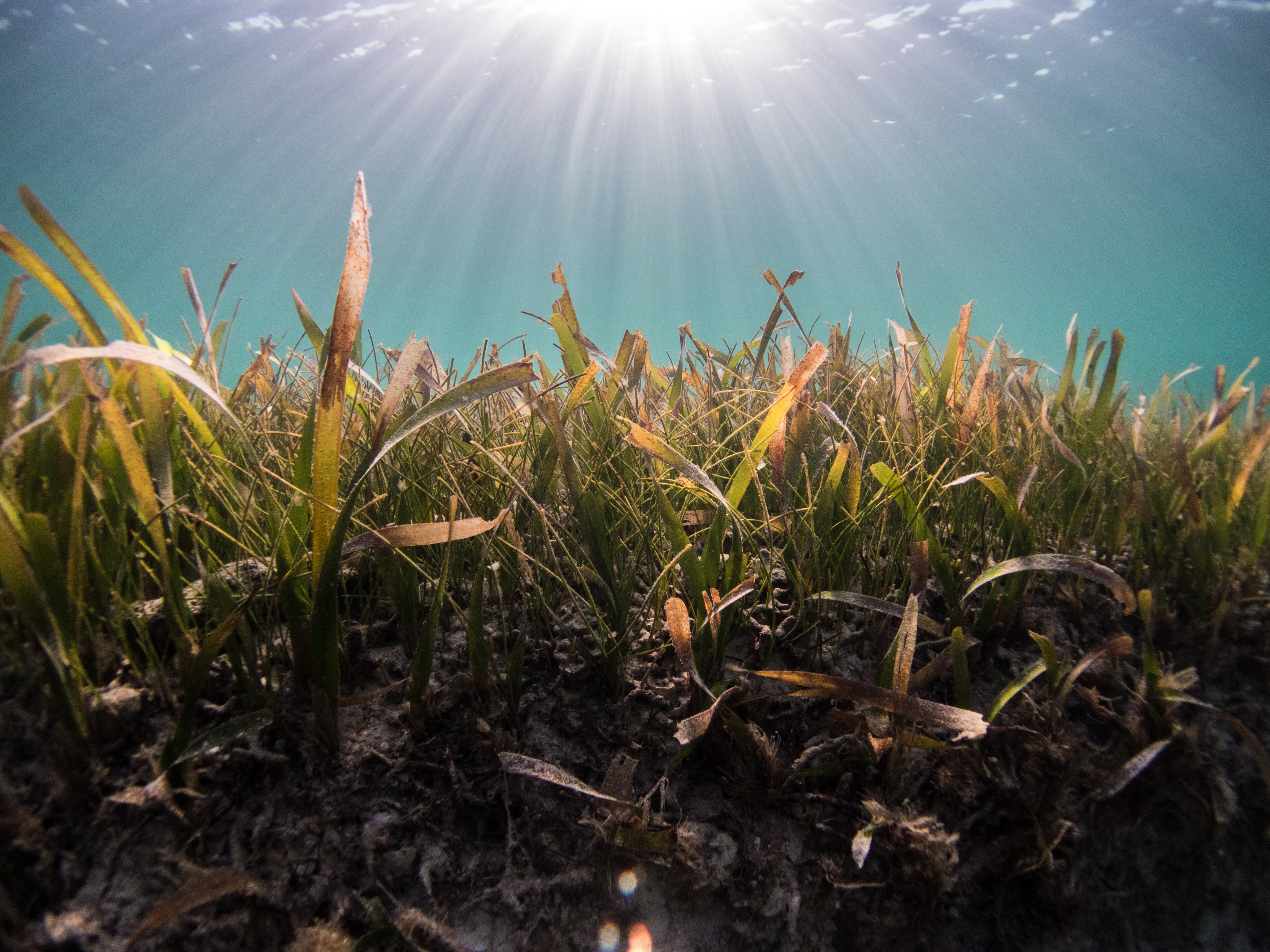 🤿 Divers plant seagrass