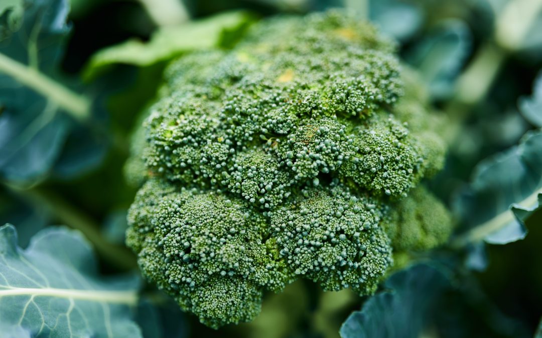 🥦 Huge benefits from growing broccoli shaded by solar panels