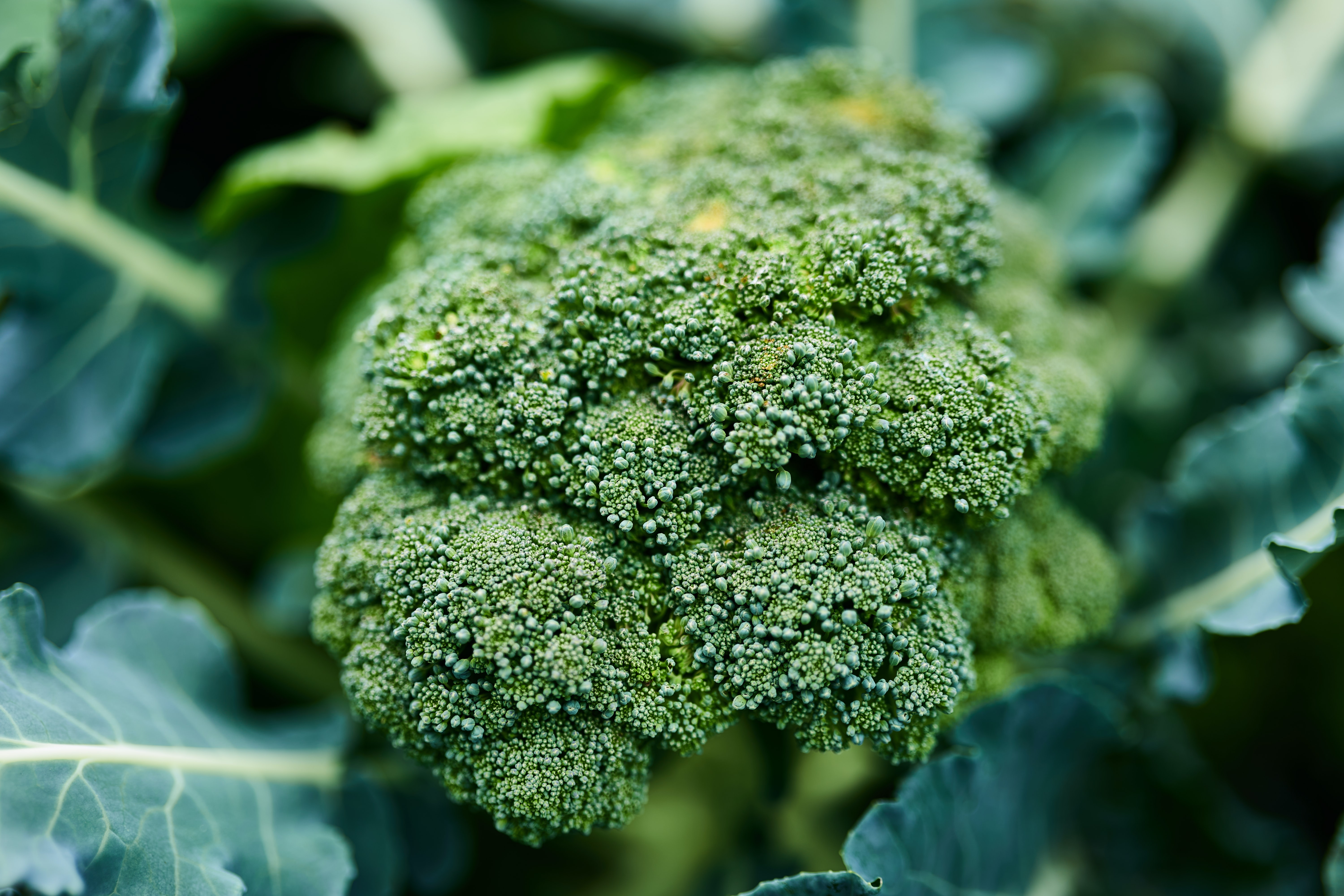 🥦 Huge benefits from growing broccoli shaded by solar panels