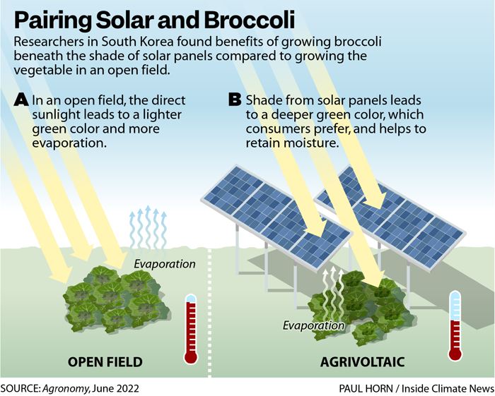 🥦 Huge benefits from growing broccoli shaded by solar panels