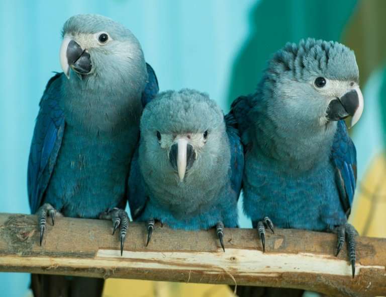 🦜 Back from the brink of extinction: Spix’s macaws