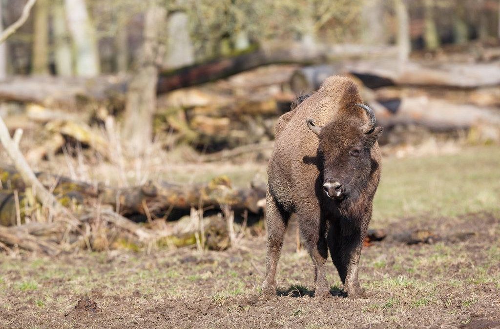 🦬 Wild bison reintroduced in England – after thousands of years