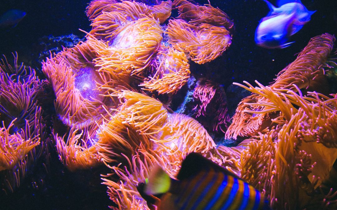 🪸 AI is used to save coral reefs