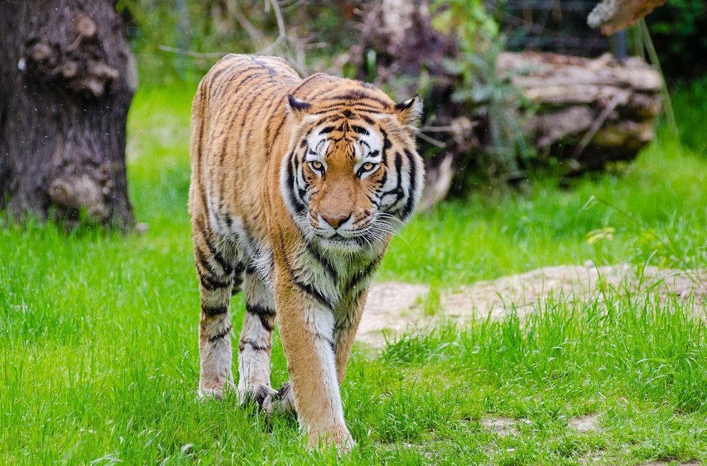 🐅 A new survey estimates 40 percent more tigers