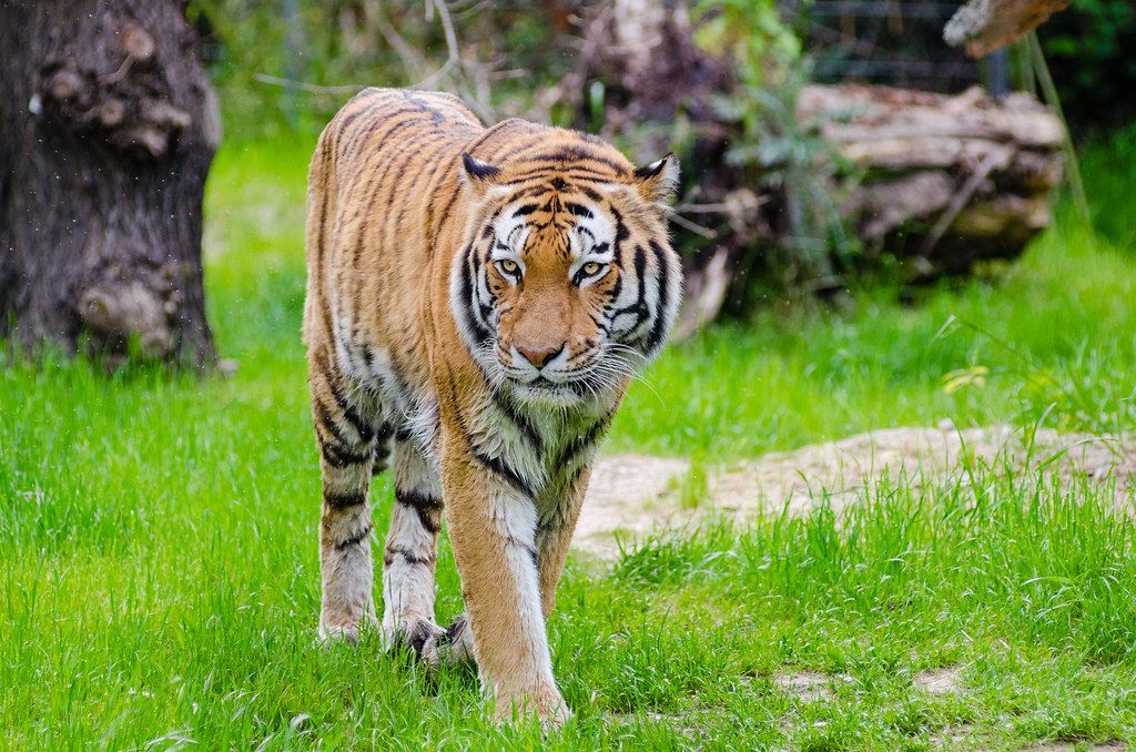 🐅 A new survey estimates 40 percent more tigers