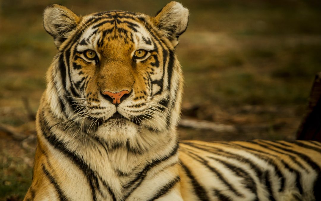 🐅 Tigers in Nepal come back from the brink of extinction