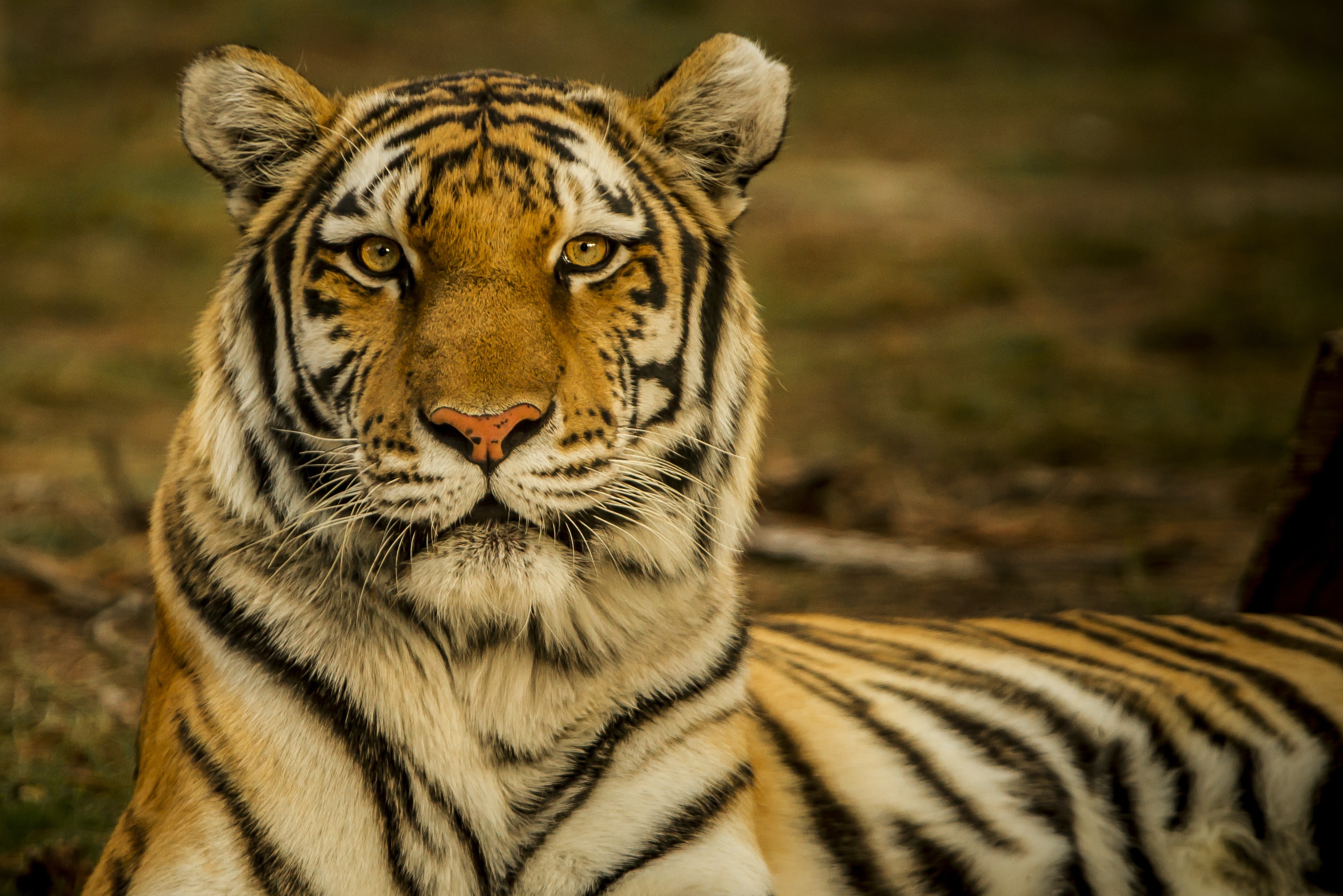 🐅 Tigers in Nepal come back from the brink of extinction