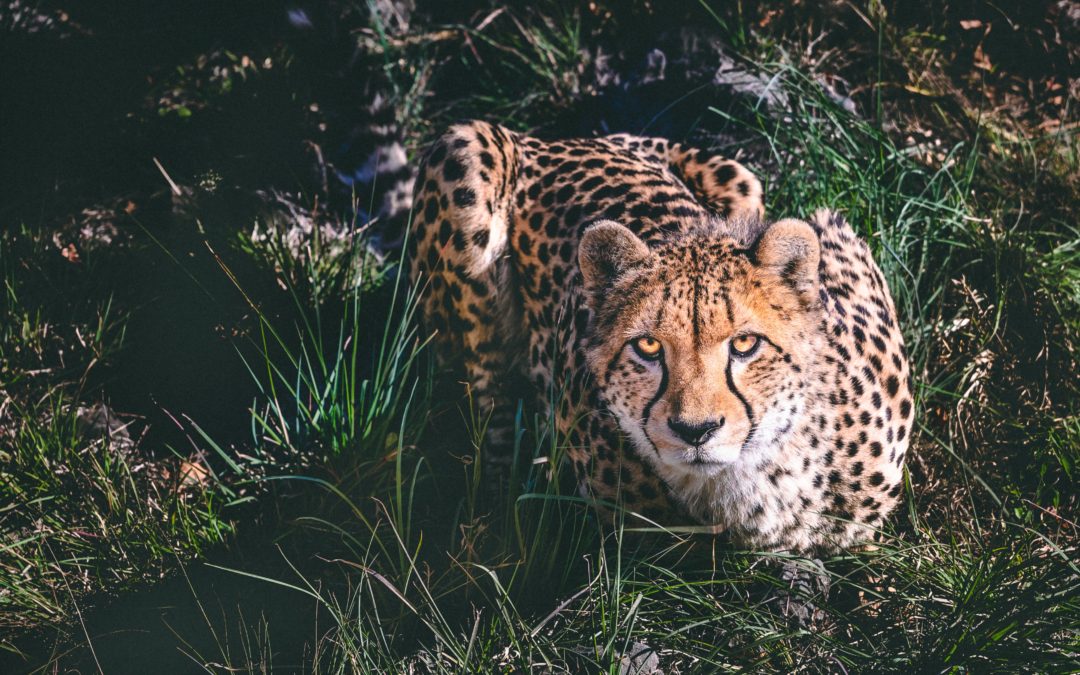 🐆 After 70 years – Cheetahs are reintroduced to India