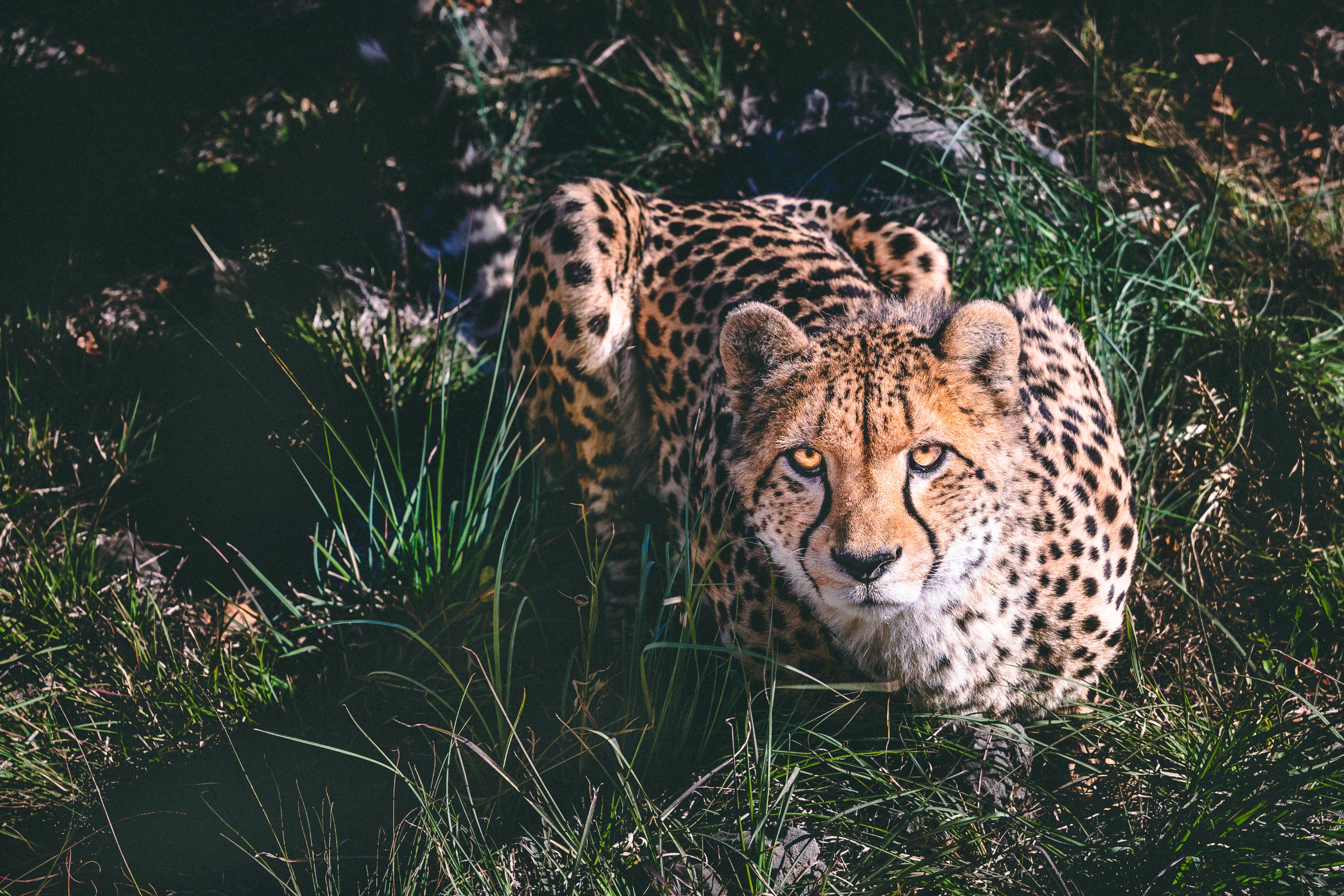 🐆 After 70 years - Cheetahs are reintroduced to India