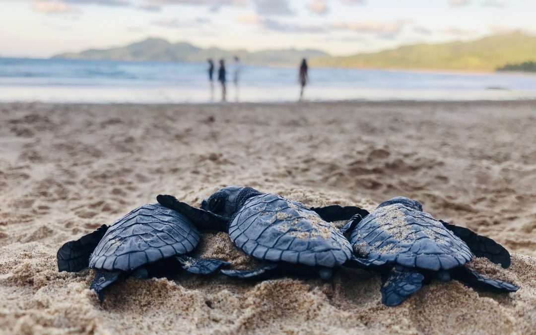 🐢 Sea Turtle Nest On Mississippi Beach: First one since 2018