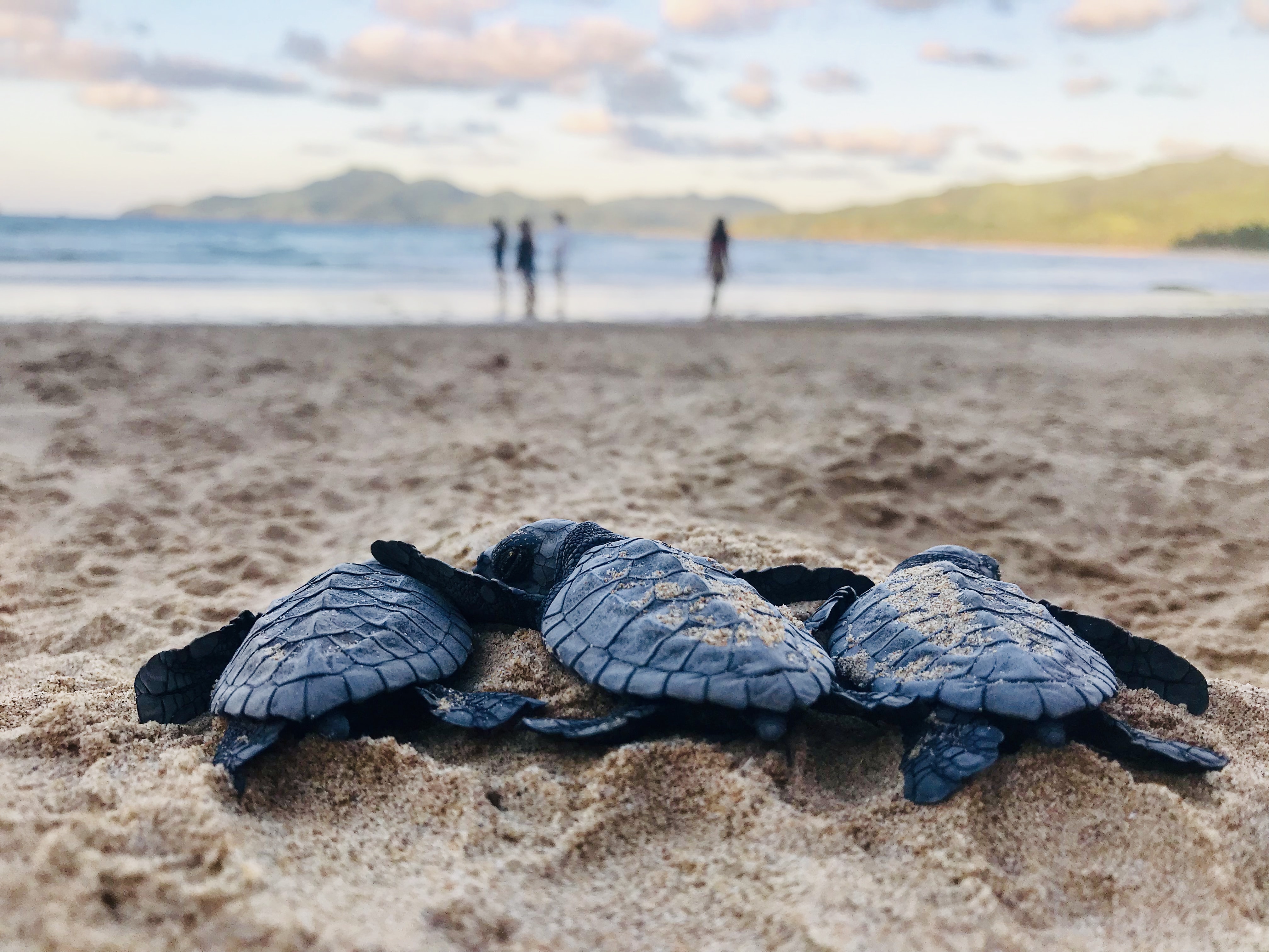 🐢 Sea Turtle Nest On Mississippi Beach: First one since 2018