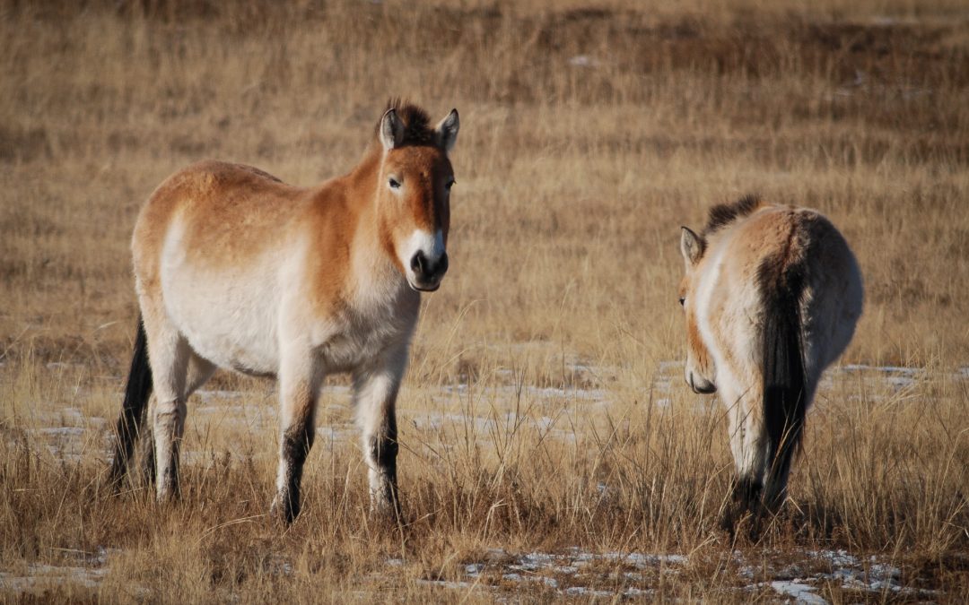 🐴 Recovery of rare species in China