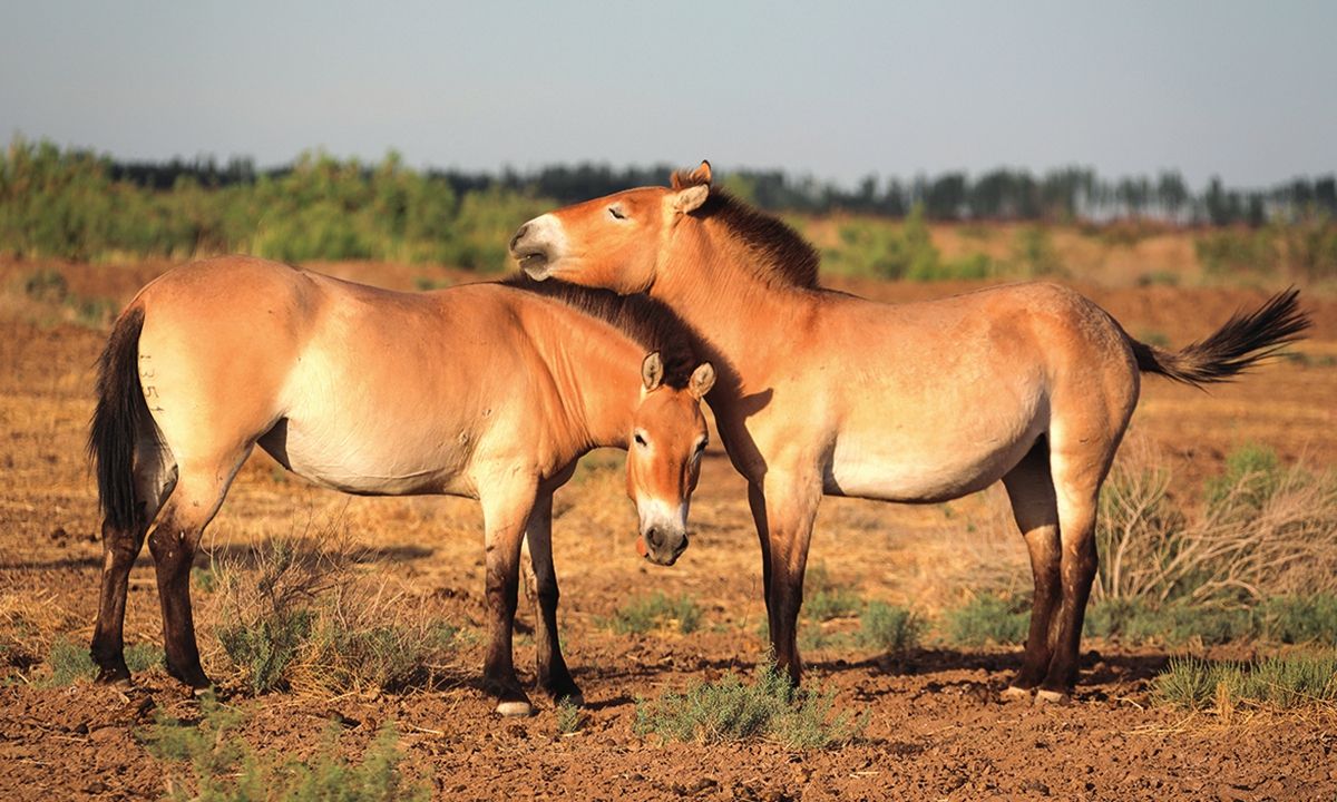 🐴 Recovery of rare species in China