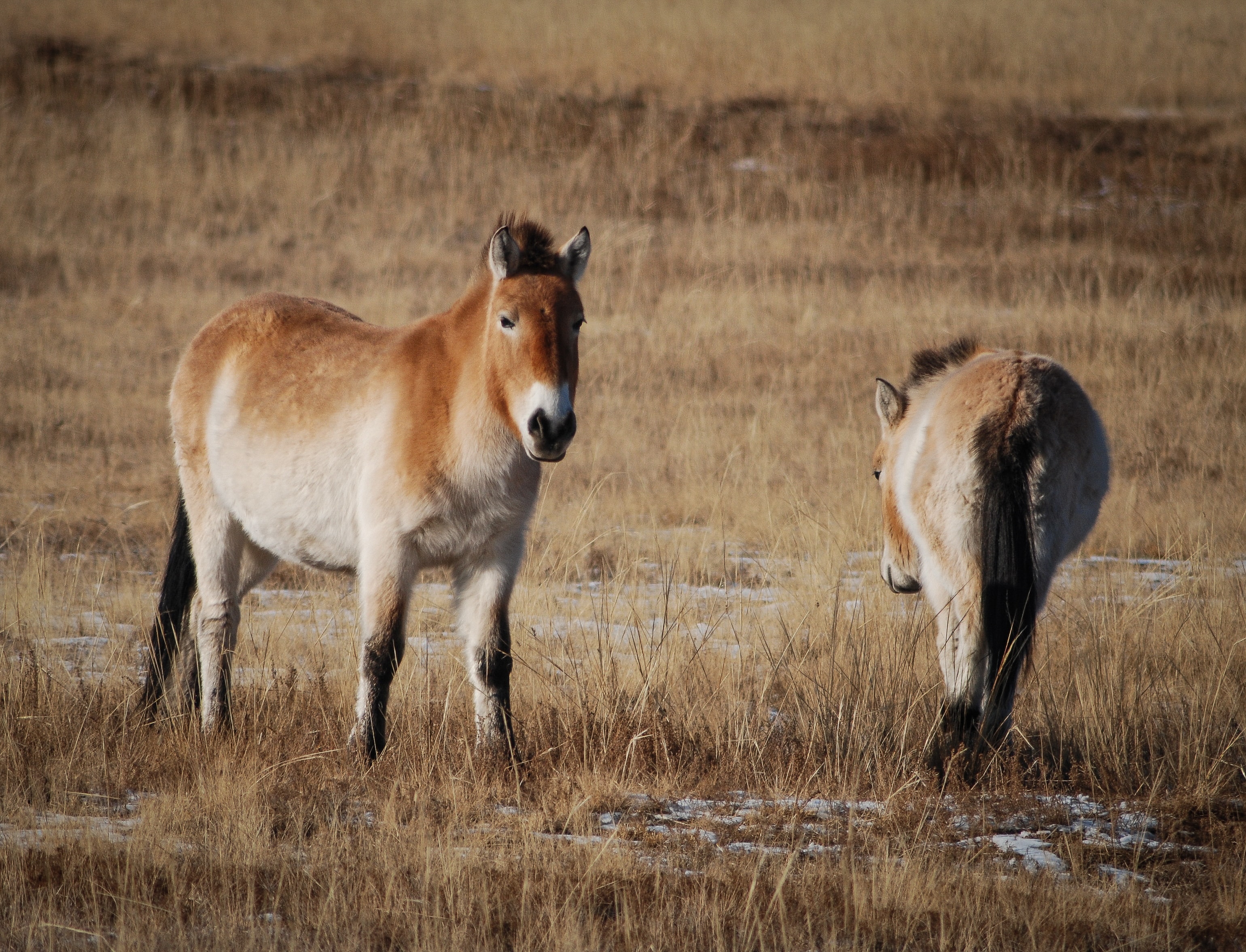 🐴 Recovery of rare species in China