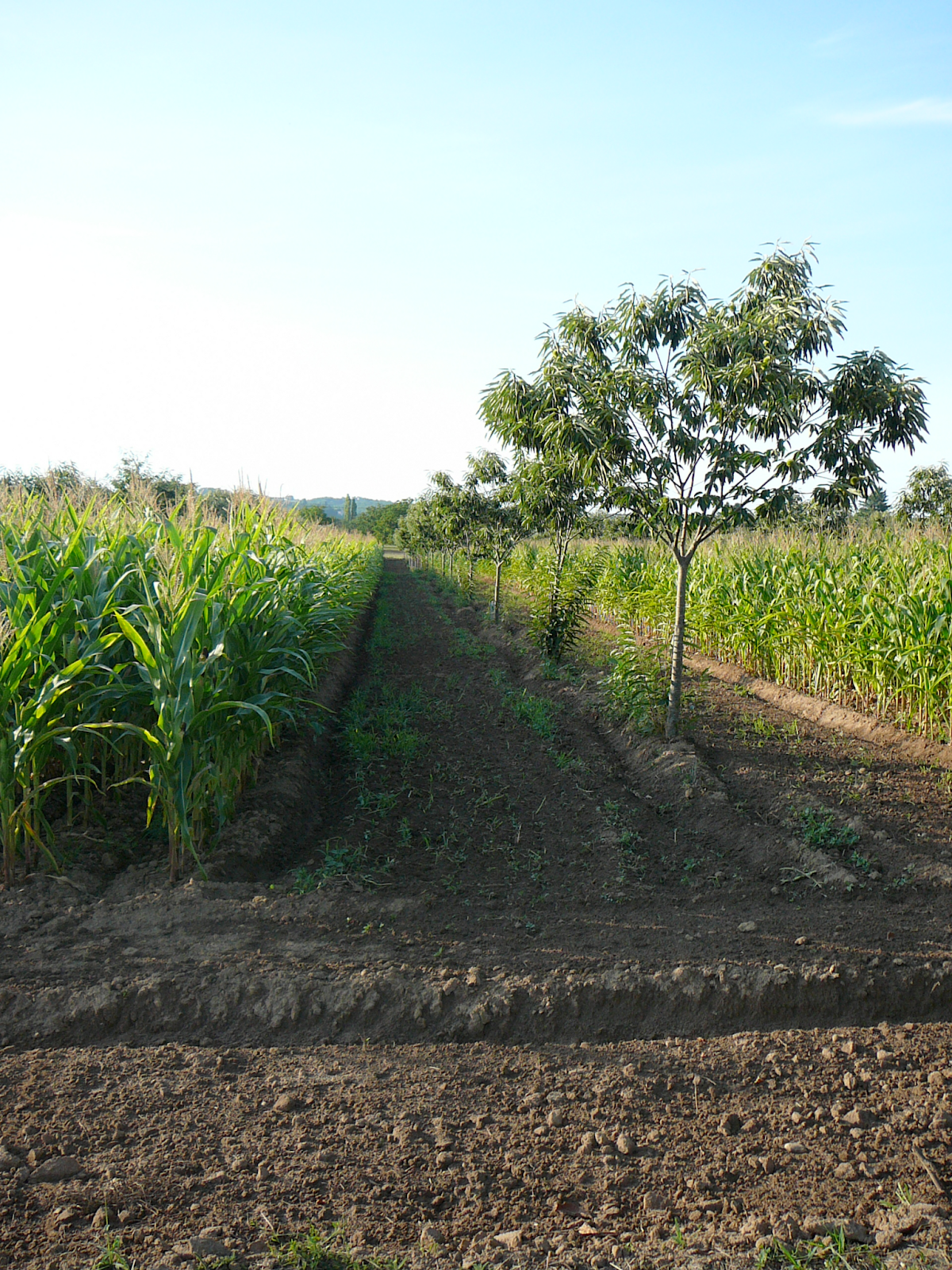 💡 Optimist's Edge: Trees and agriculture can be combined