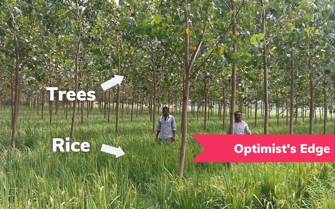 💡 Optimist’s Edge: Trees and agriculture can be combined