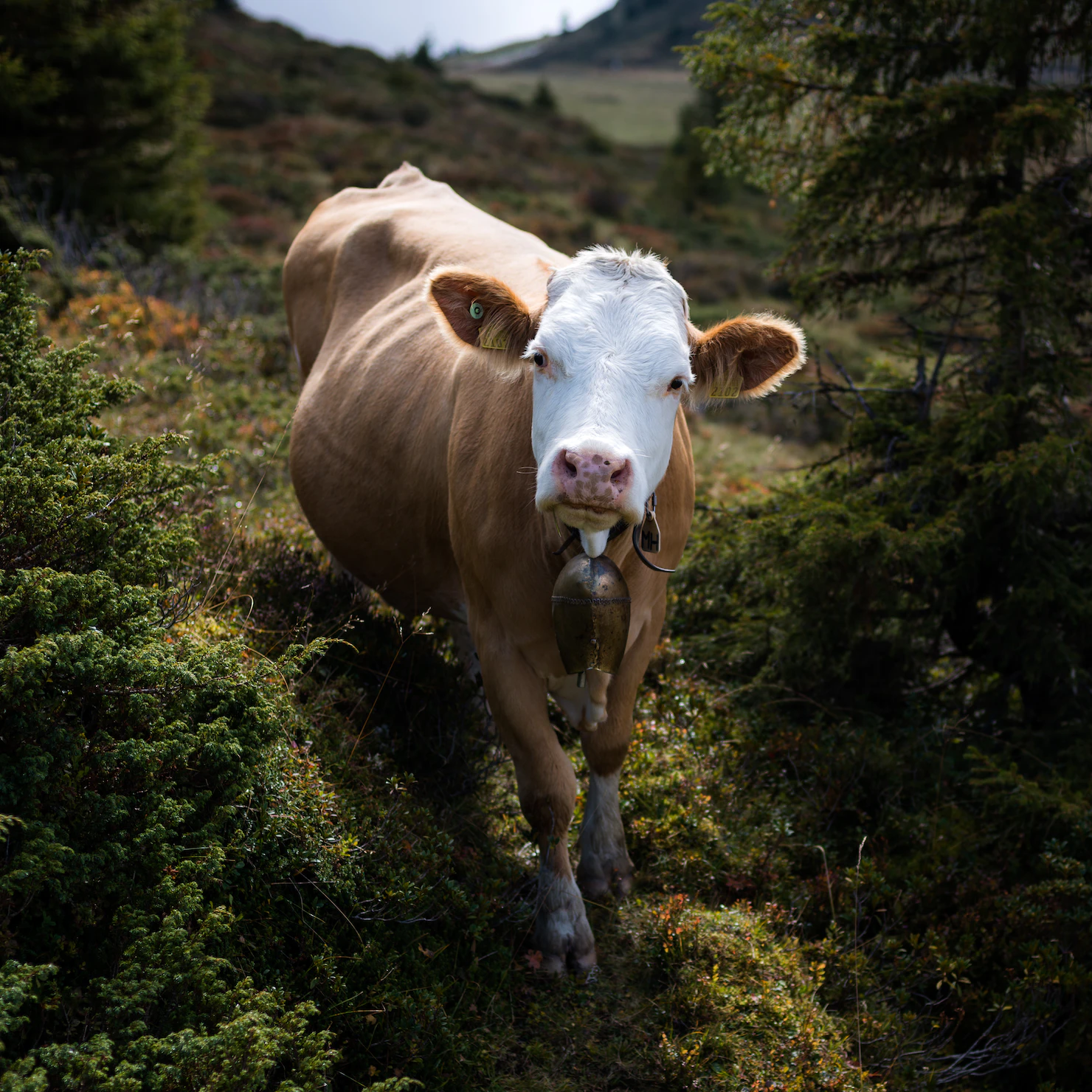 💡 Optimist's Edge: Trees and agriculture can be combined