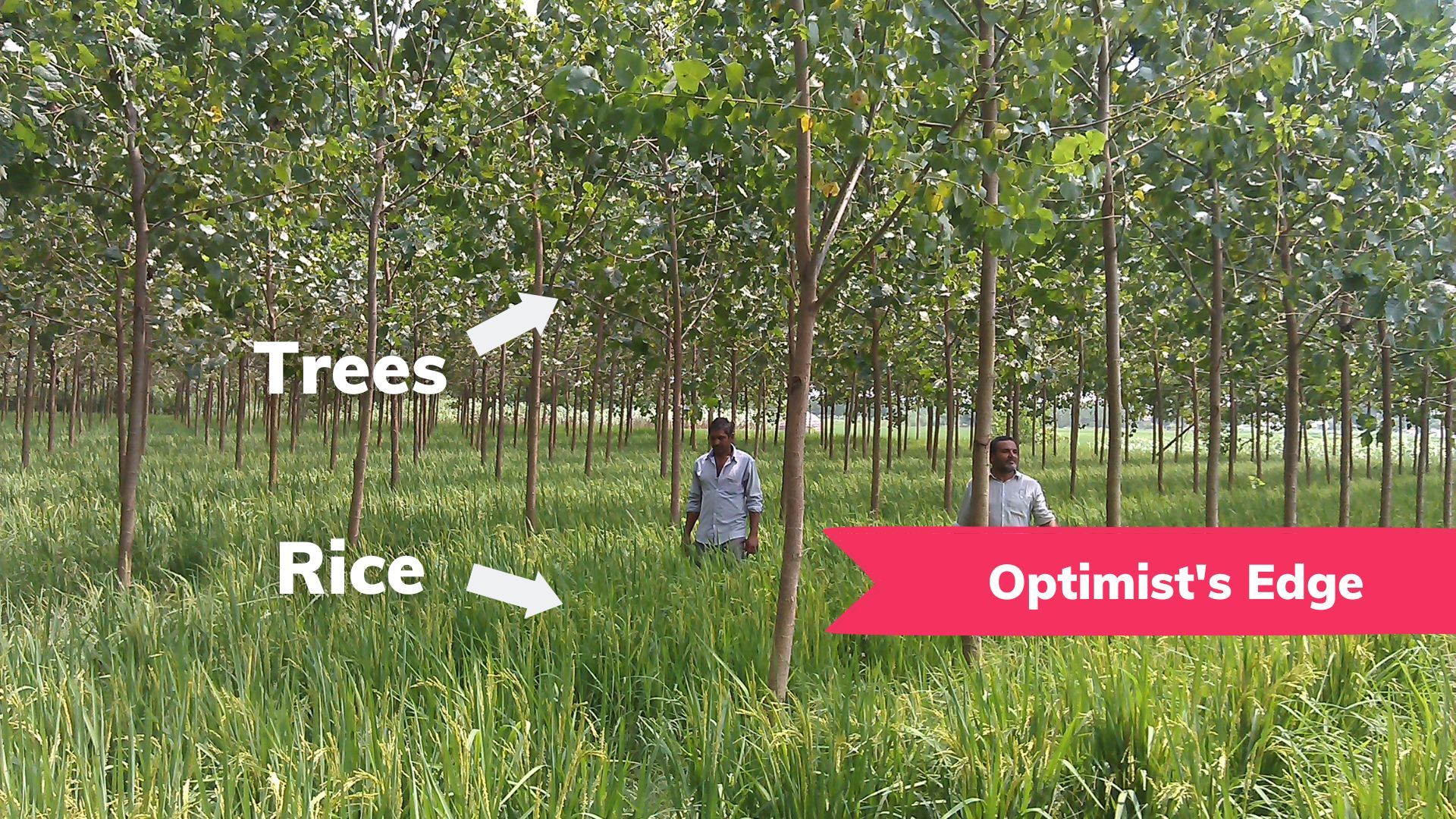 💡 Optimist's Edge: Trees and agriculture can be combined