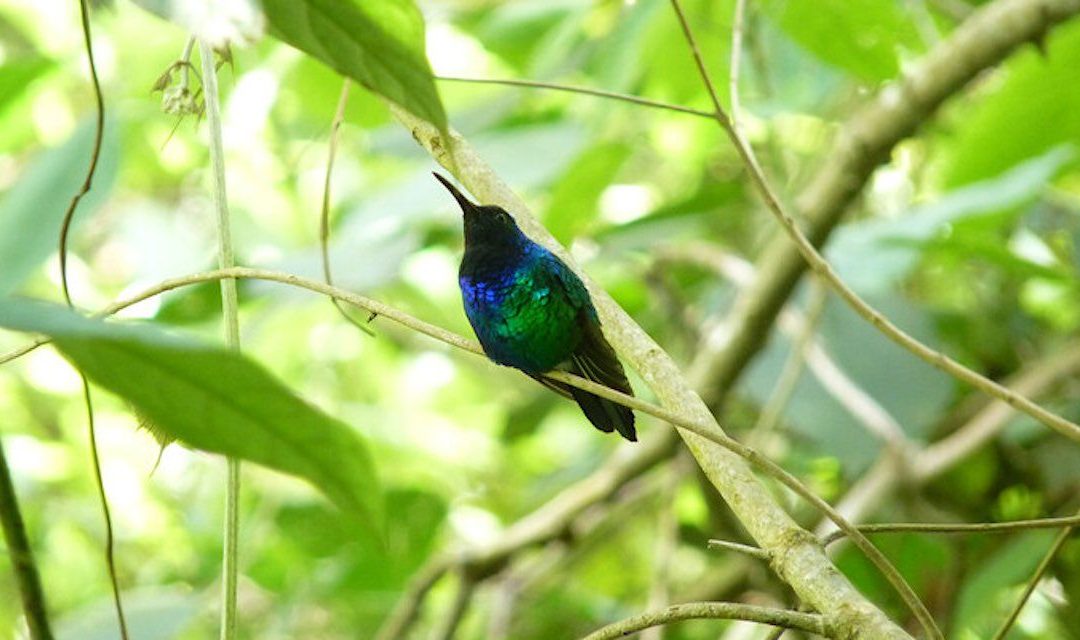 🦜 Rare hummingbird rediscovered in Colombia