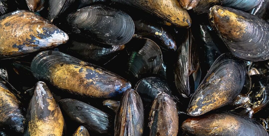 🌊 Endangered mussels reproduce for the first time in decades