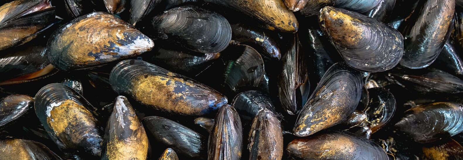 🌊 Endangered mussels reproduce for the first time in decades