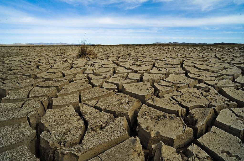 🌾 Ethanol-treated soil protects plants against drought