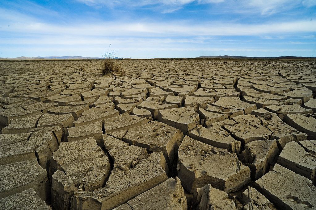 🌾 Ethanol-treated soil protects plants against drought