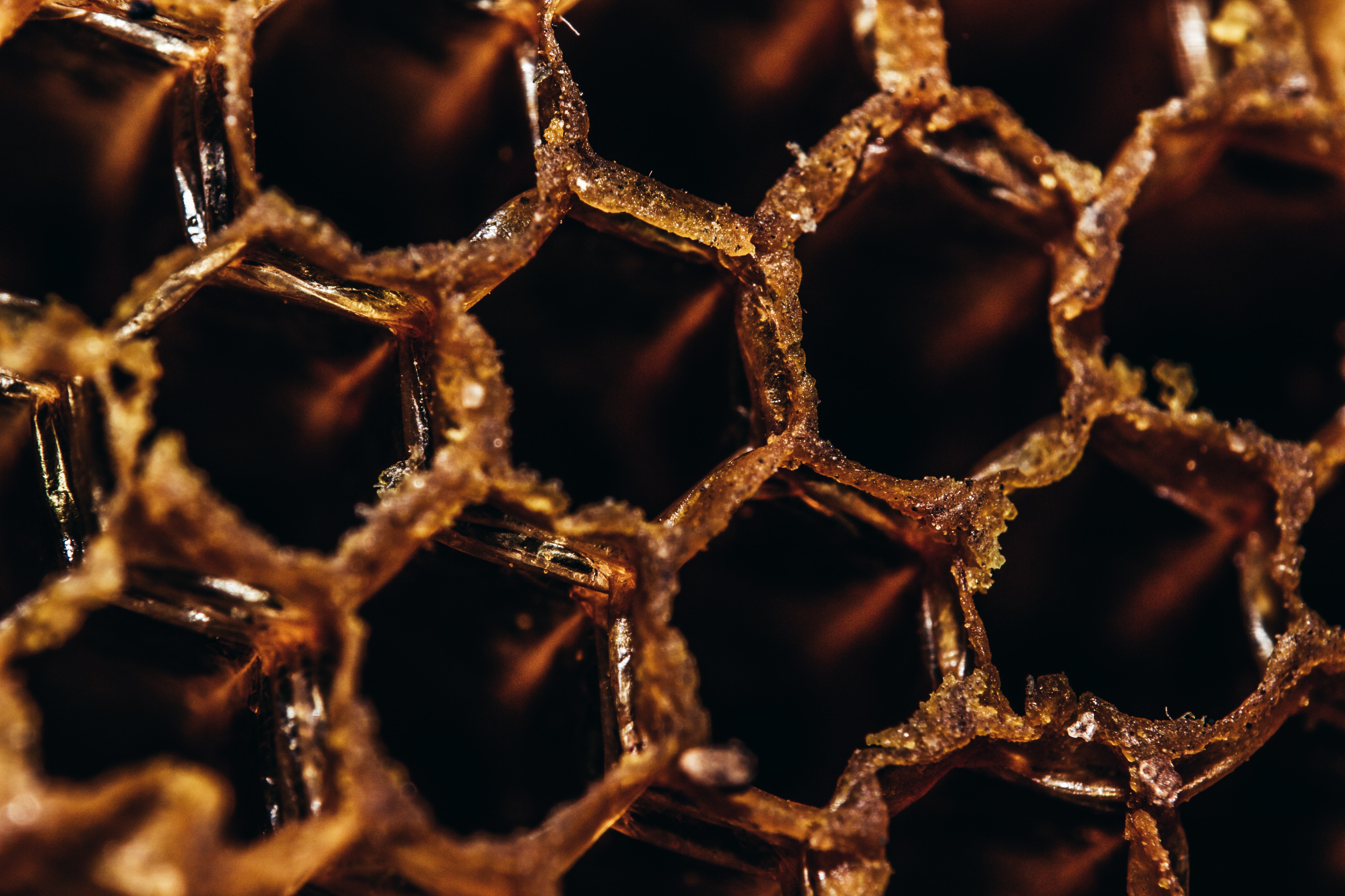 🍯 Manuka honey can help prevent cystic fibrosis