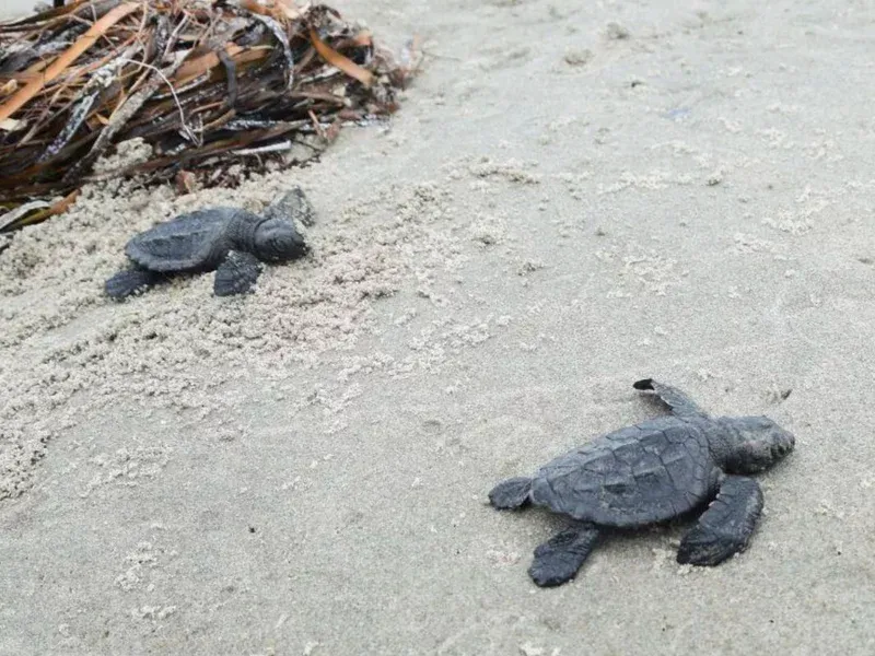 🐢 The world’s smallest sea turtles hatch for the first time in 75 years