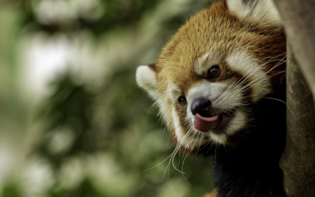 🐼 A glimpse of hope when an endangered red panda cub is born