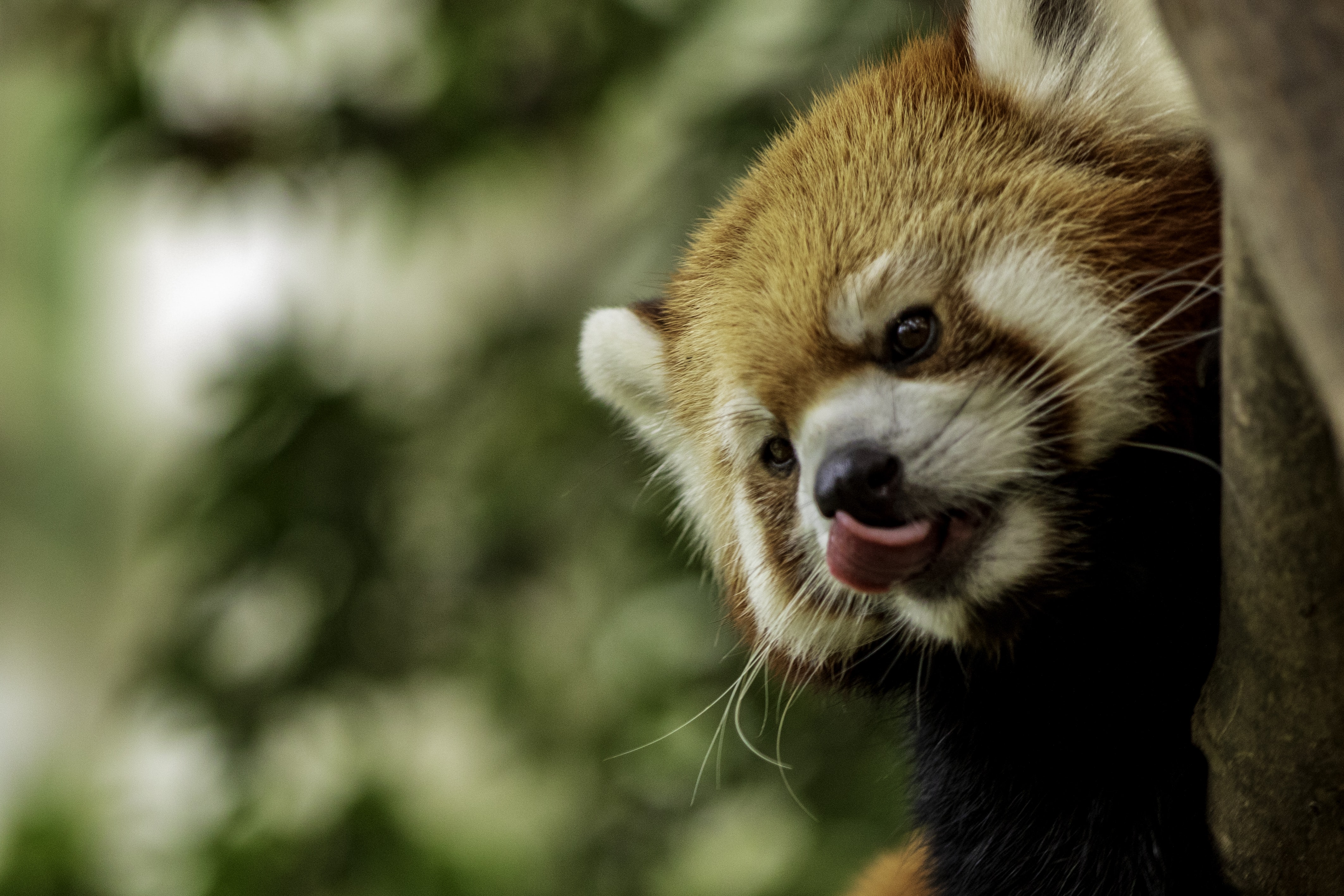 🐼 A glimpse of hope when an endangered red panda cub is born