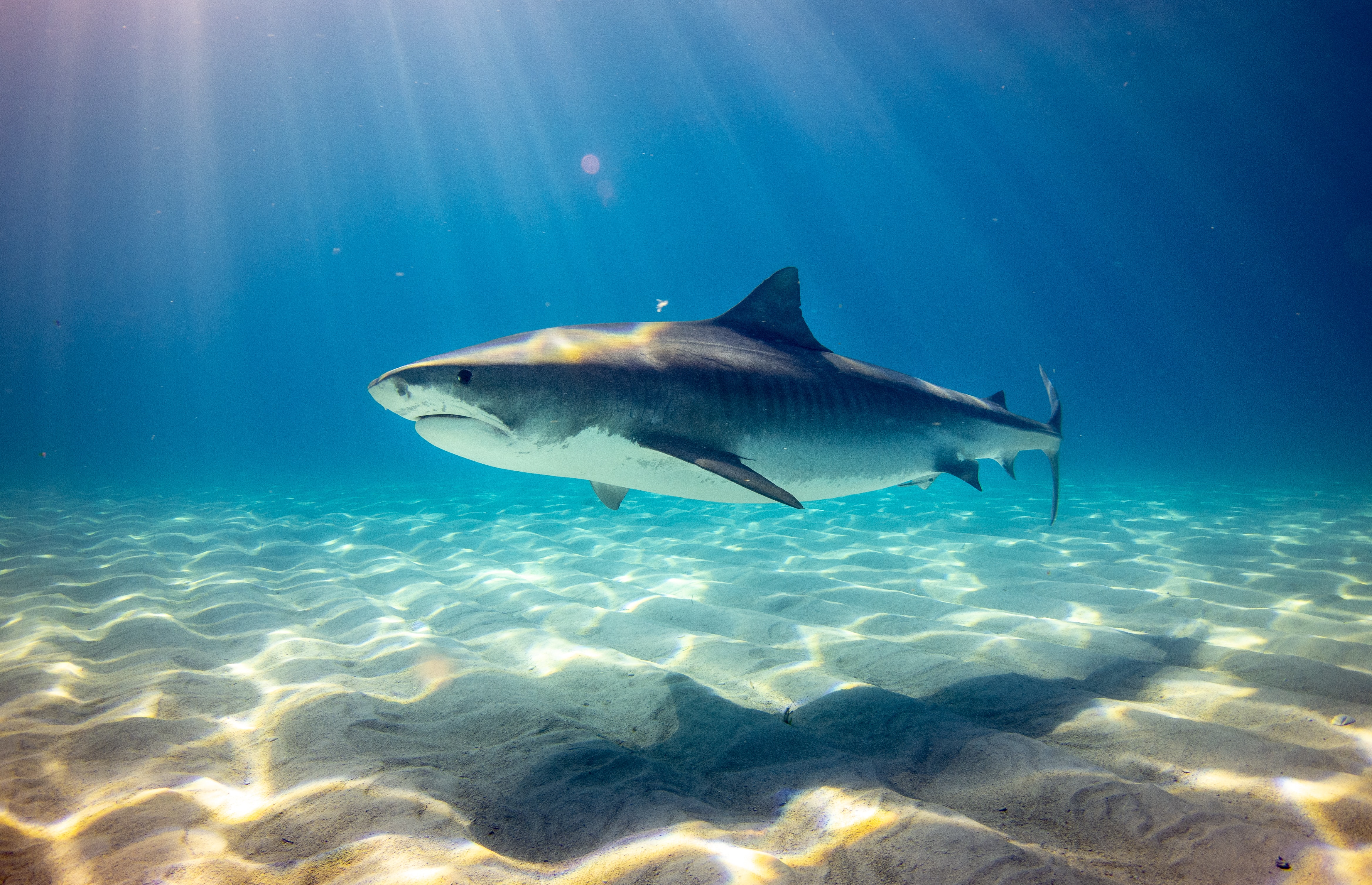 🦈 Hawaii is the first US state to enact ban on shark fishing