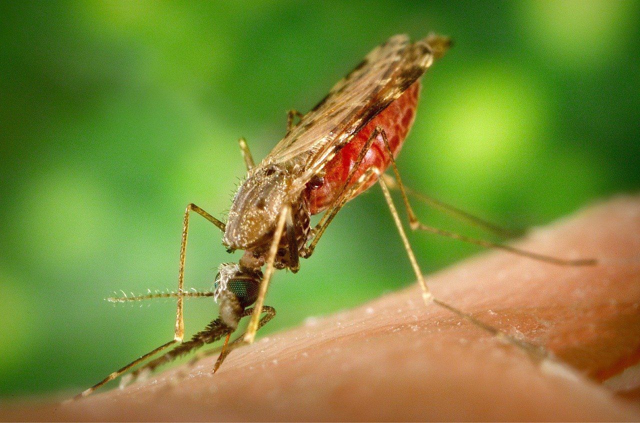 🦟 Success for vaccine against malaria