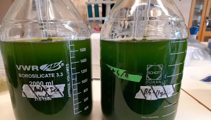 🦠 Algae both purify water and produce useful biomass