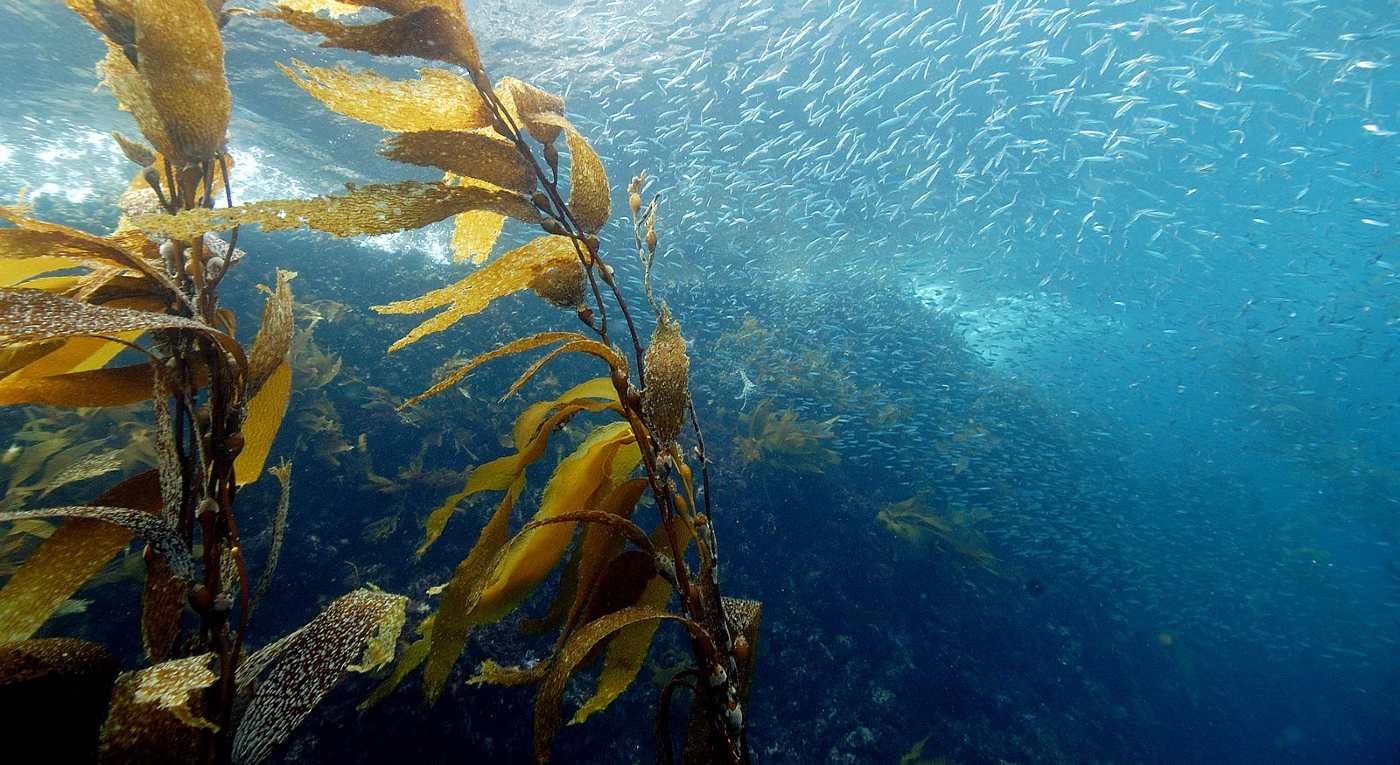 🌿 Kelp grows at unprecedented speed
