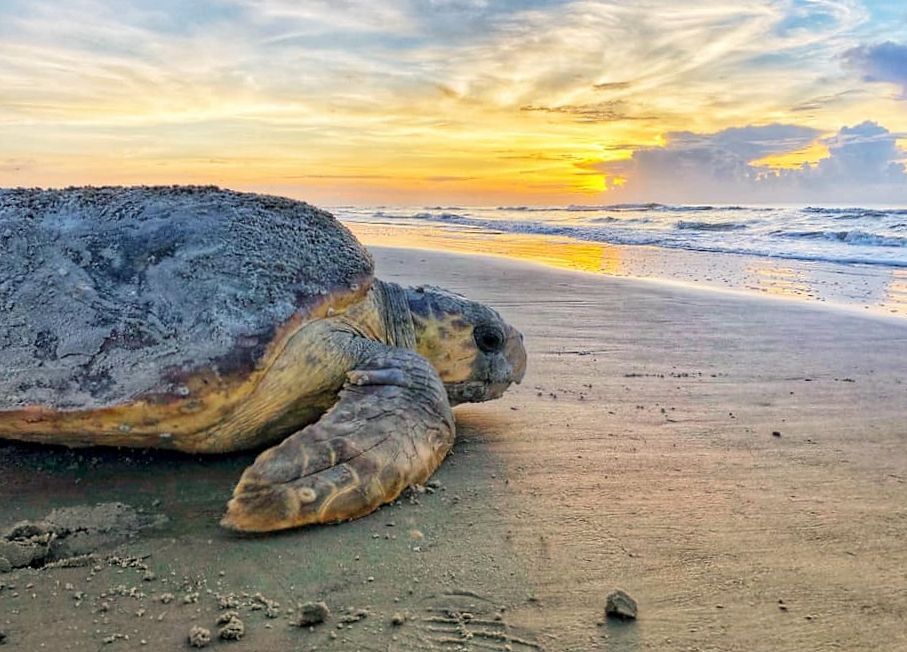 🐢 Record for turtle nests in Florida