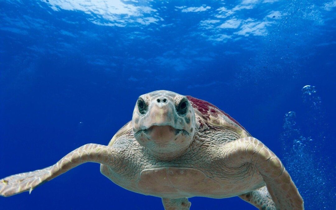 🐢 Record for turtle nests in Florida