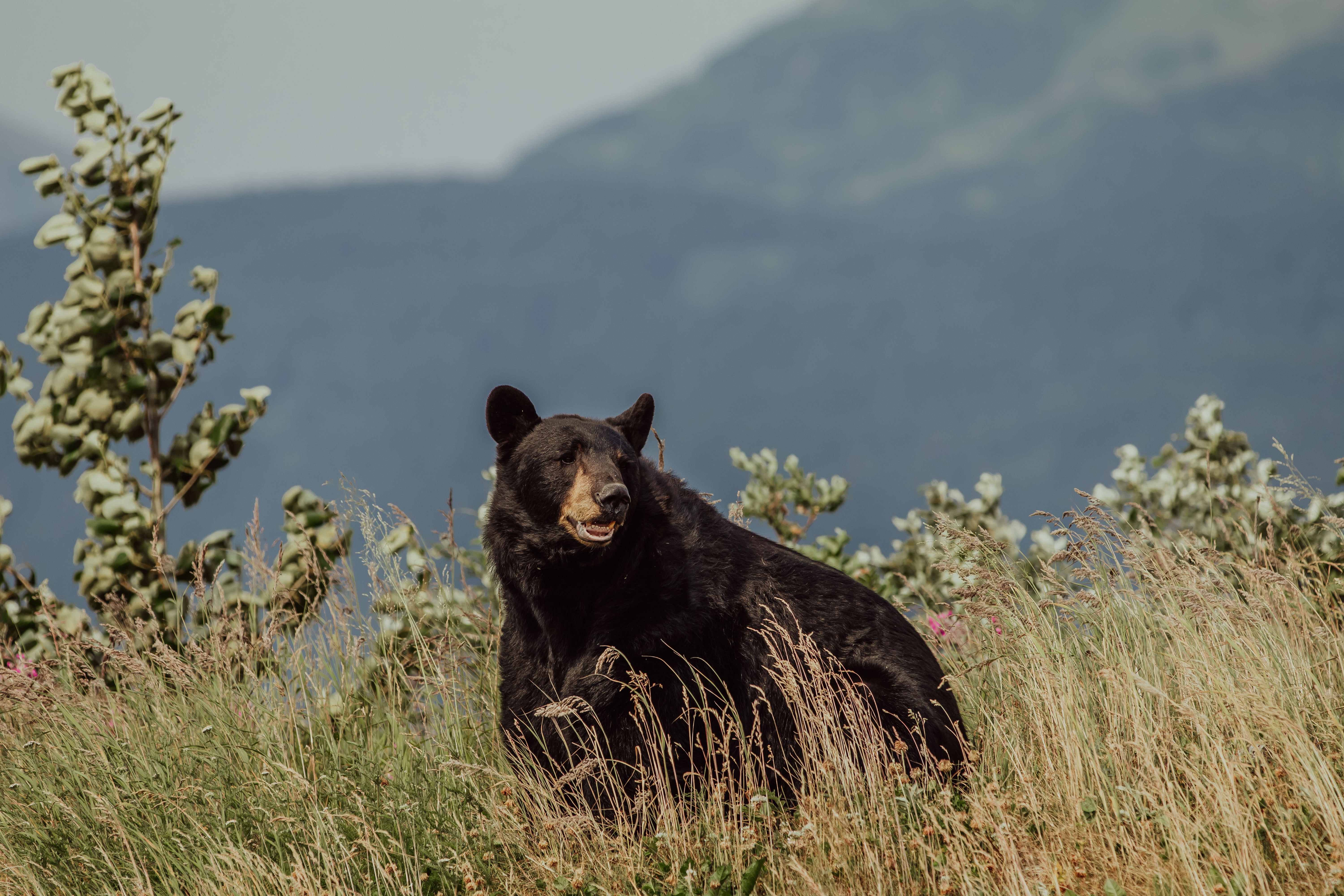 🐻 Five species that have recovered from near extinction