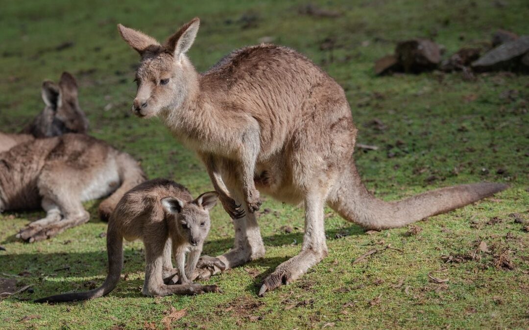 🦘 30 percent of Australia’s surface will become nature reserves