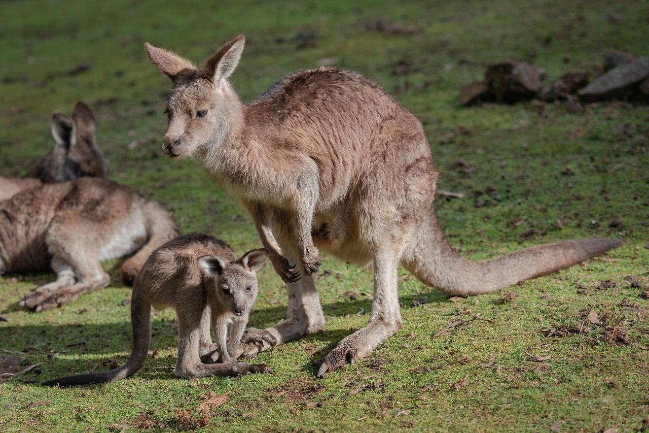 🦘 30 percent of Australia's surface will become nature reserves